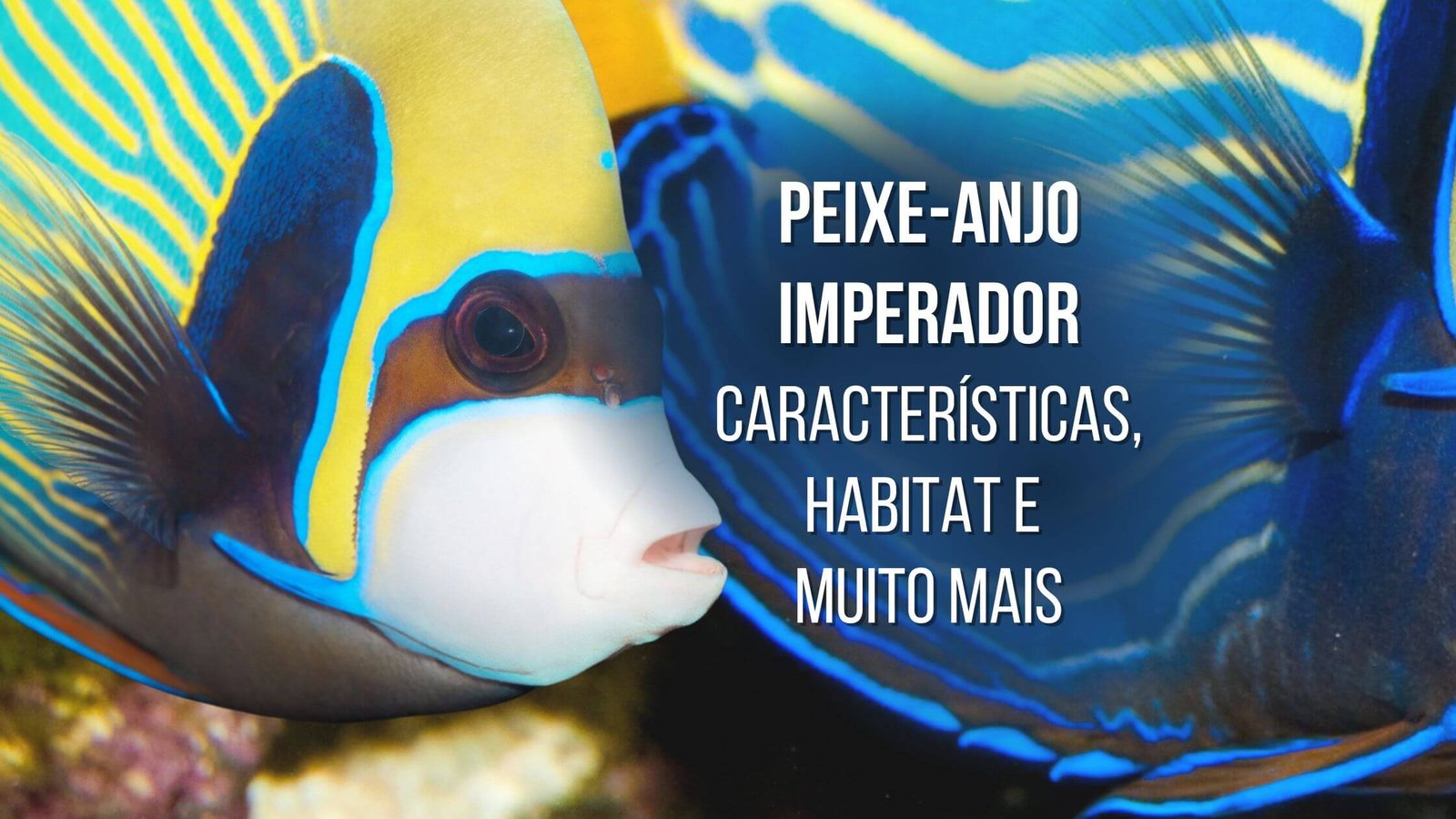 Peixe Anjo Imperador Curiosidades Emocionantes E Muito Mais Proto