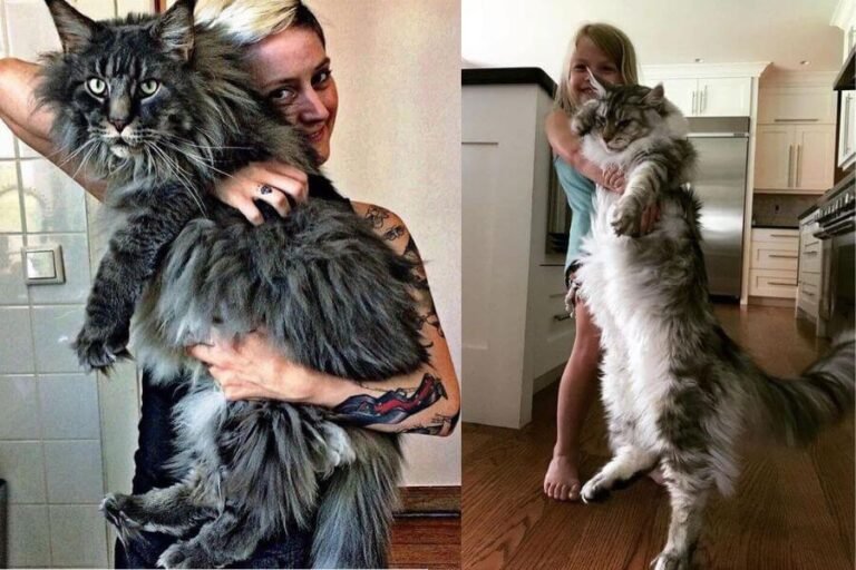 Raça Maine Coon Conheça o Gato Gigante Proto Animal Brasil