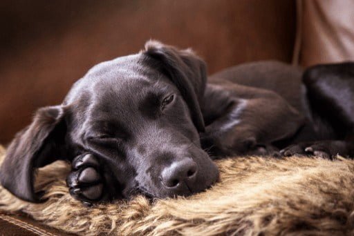 cachorro tremendo quando dorme