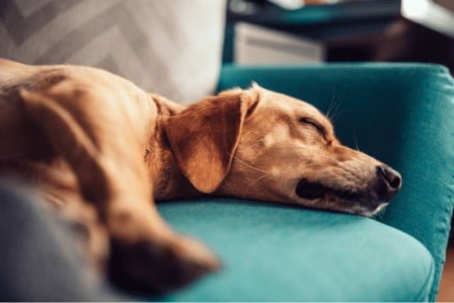 cachorro tremendo quando dorme