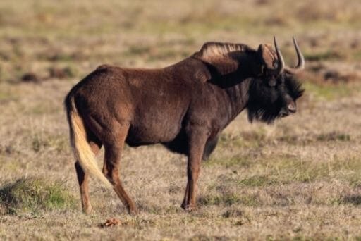 gnu