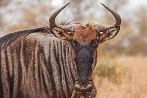 gnu