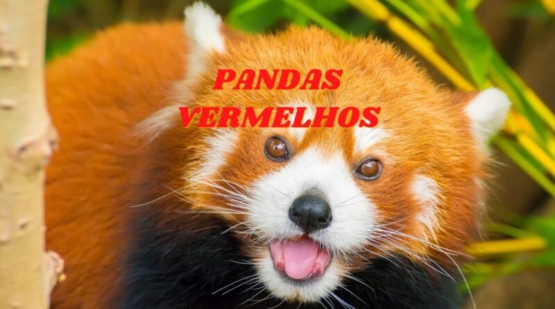 onde vive o panda vermelho