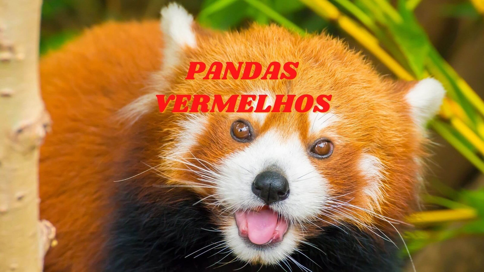 Conheça os pandas-vermelhos, seu amor pelas árvores altas e outras