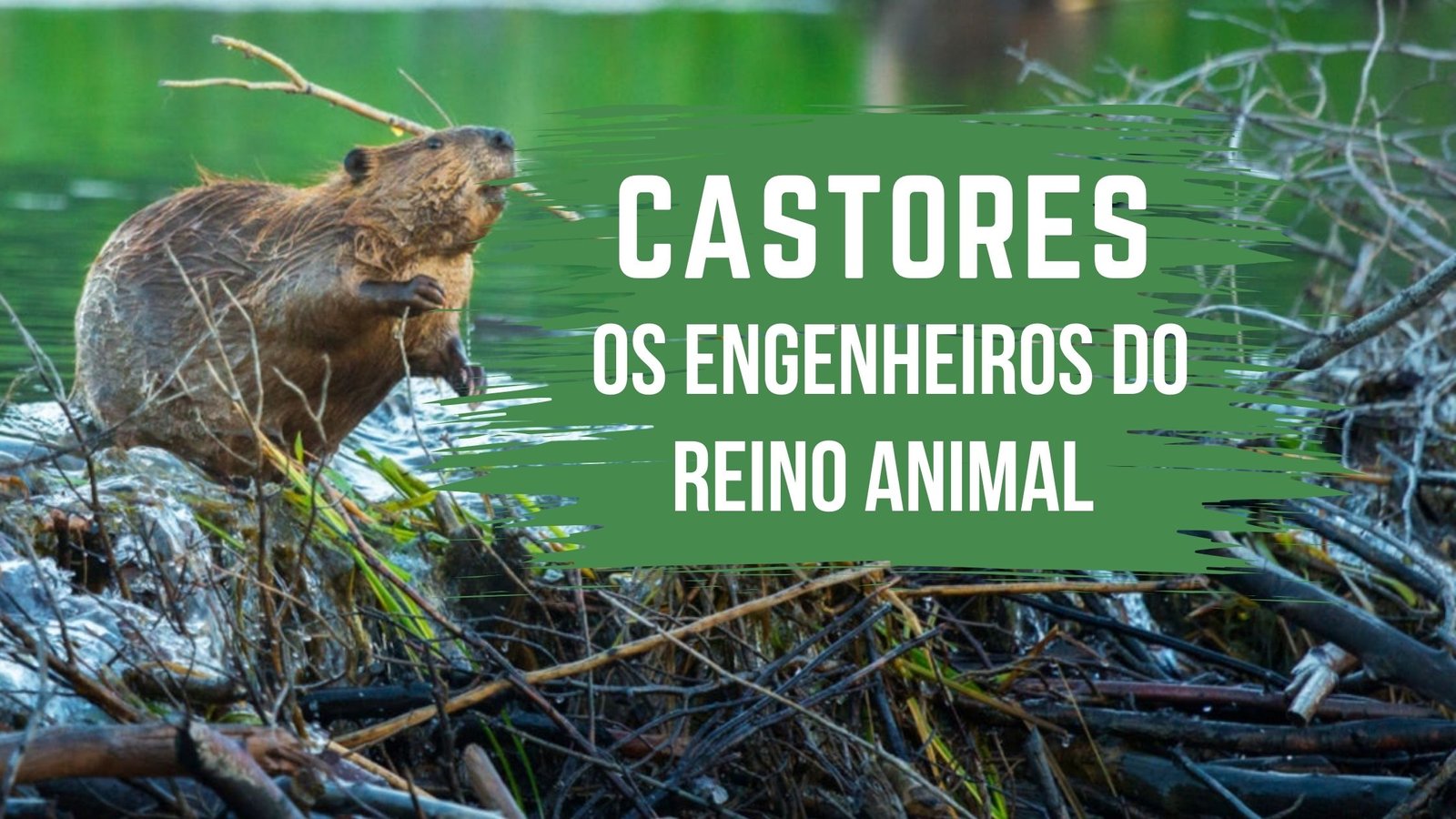 A emocionante vida dos castores como eles constroem suas casas? Proto Animal Brasil