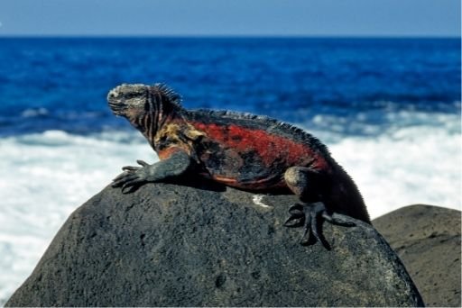 iguanas de galápagos