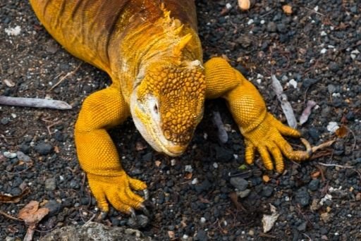 iguanas de galápagos