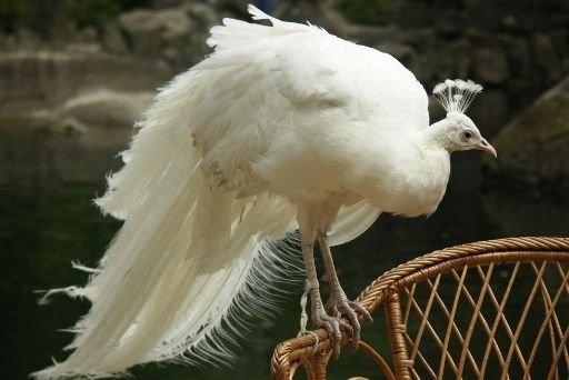 Pavão Branco: Beleza E Natureza Do Pavão Raro E Albino