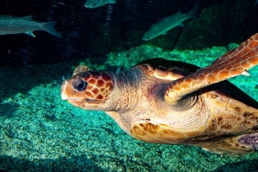 Esses são alguns dos animais marinhos mais rápidos que tem por aí e irão derrotar Michael Phelps em um piscar de olhos. Dê uma olhadinha neste artigo para saber mais detalhes sobre o assunto.