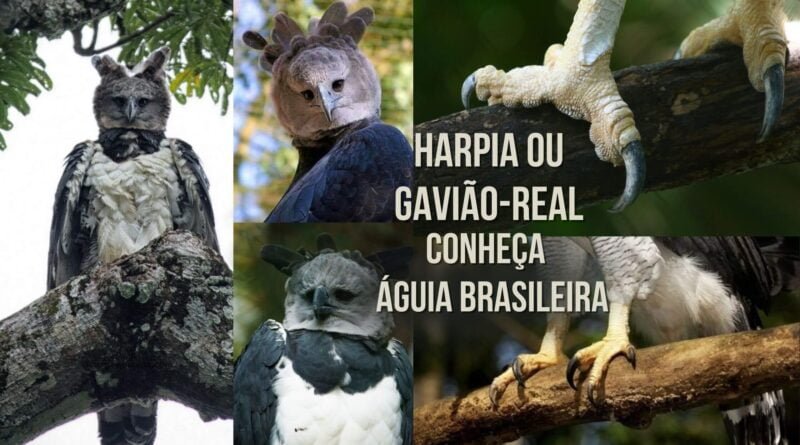 harpia ou gavião-real