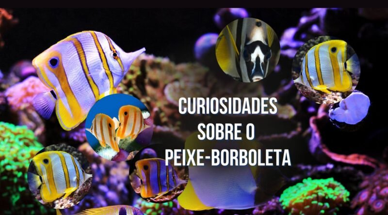 peixe-borboleta