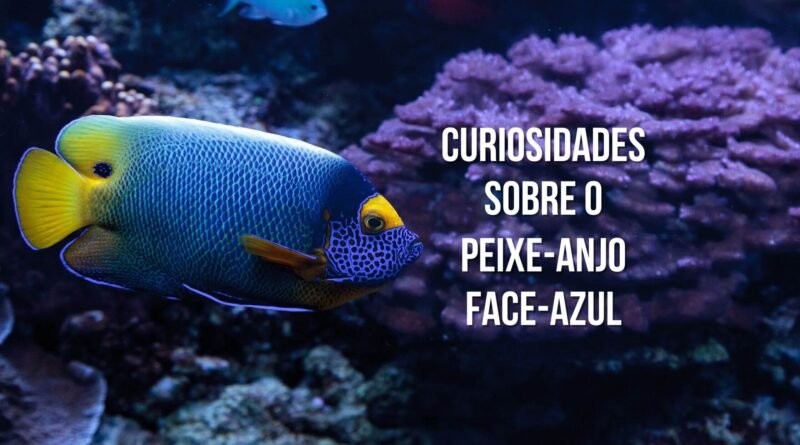 peixe exótico