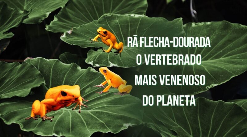 vertebrado mais venenoso do mundo