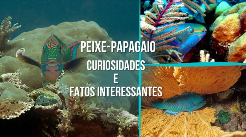 peixe papagaio