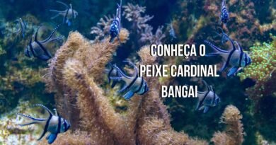 cardinal peixe