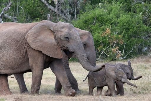 elefantes estão em extinção