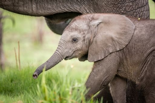 elefantes estão em extinção