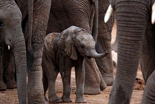 elefantes estão em extinção