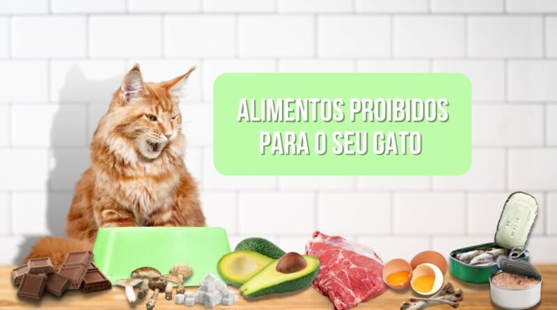 o que gatos podem comer