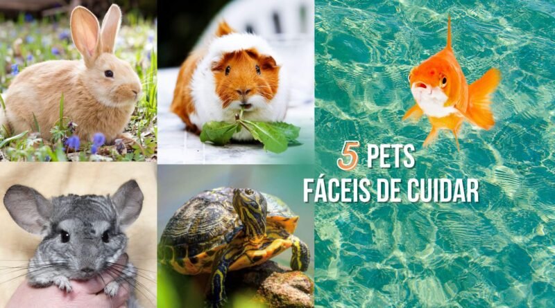 animais de estimação fáceis de cuidar