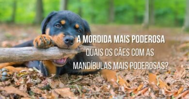 raças de cães