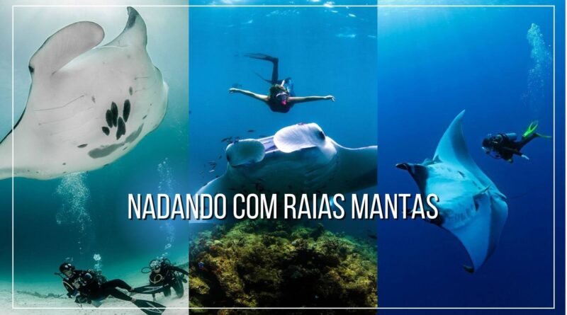 arraias manta