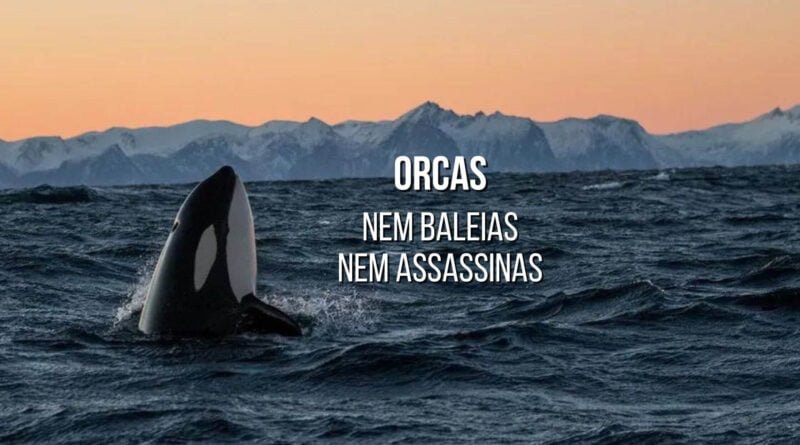 orca assassina