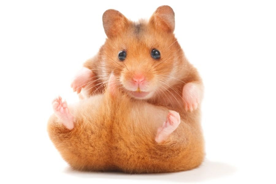 hamster de estimação