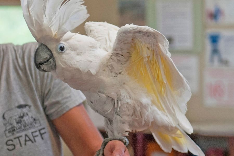 cacatua