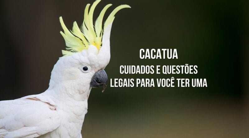 cacatua