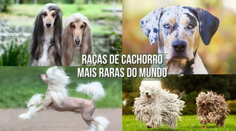 cachorros mais raros do mundo