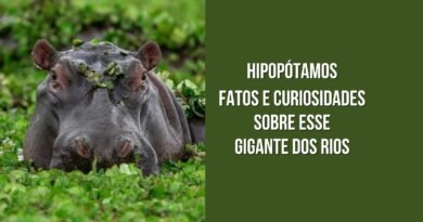 curiosidades sobre hipopótamos