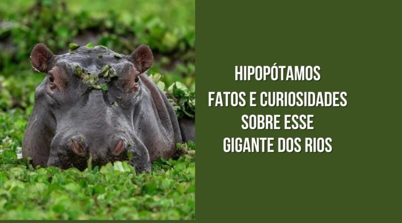 curiosidades sobre hipopótamos