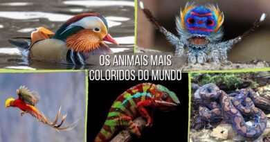 animais mais coloridos do mundo