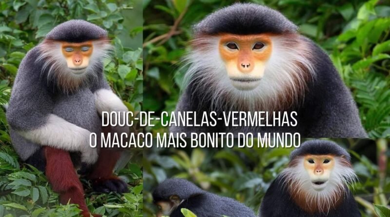 macaco