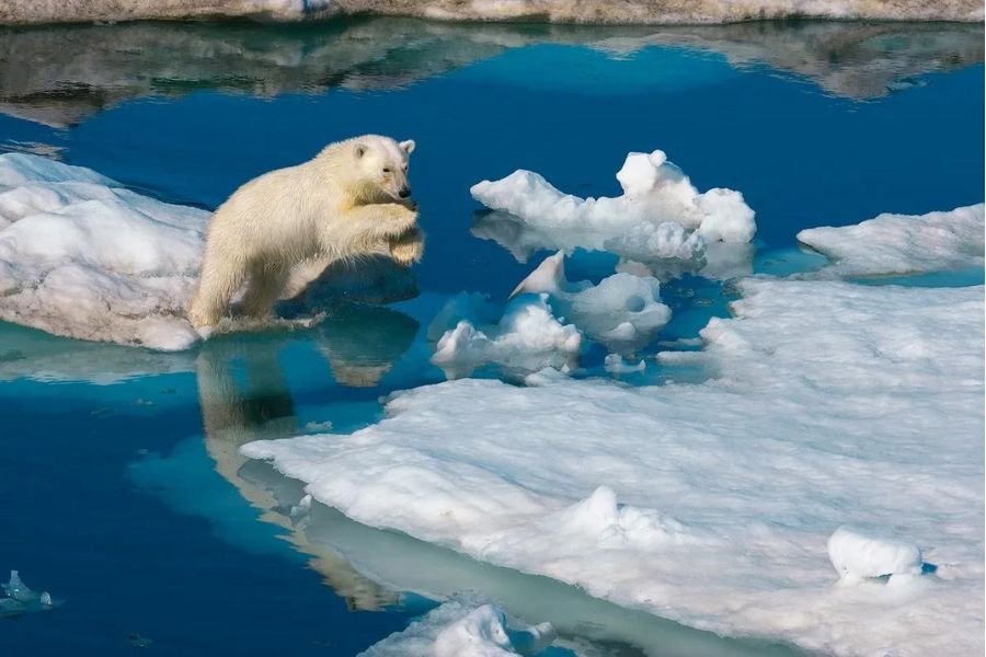 o urso polar é assim