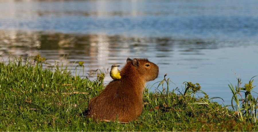 capivara de estimação