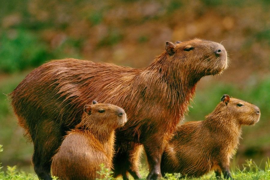 capivara de estimação