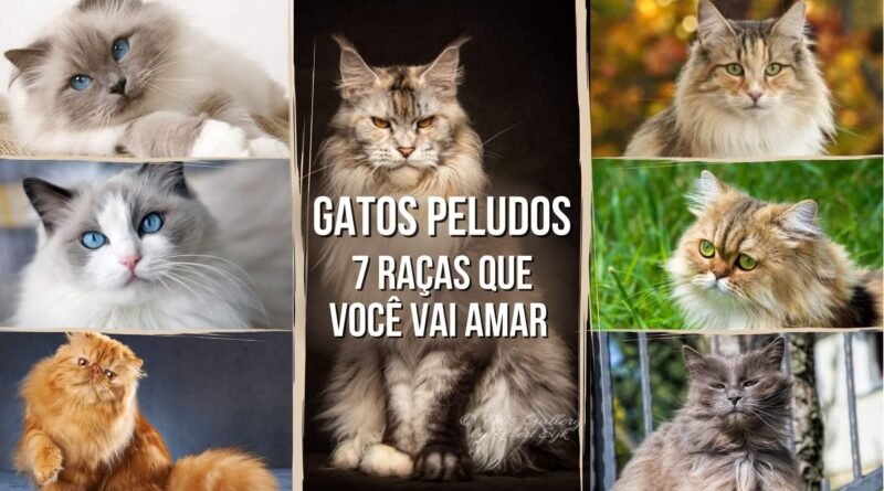 raça de gatos peludos