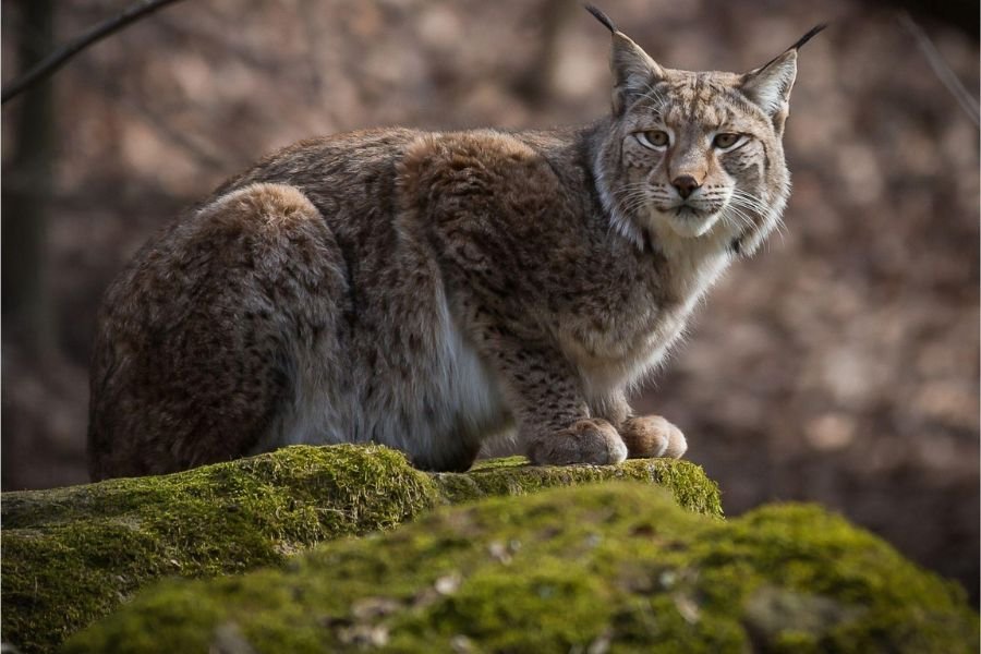 lince-ibérico