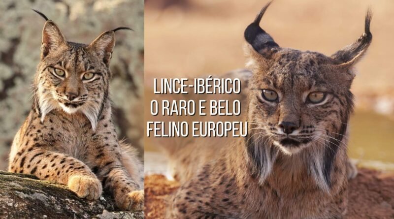 lince-ibérico