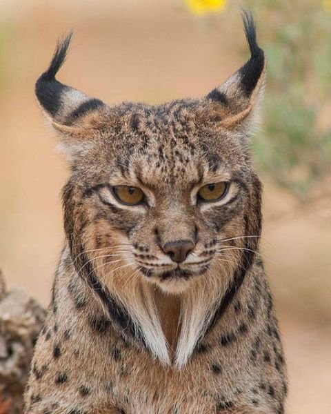 lince-ibérico