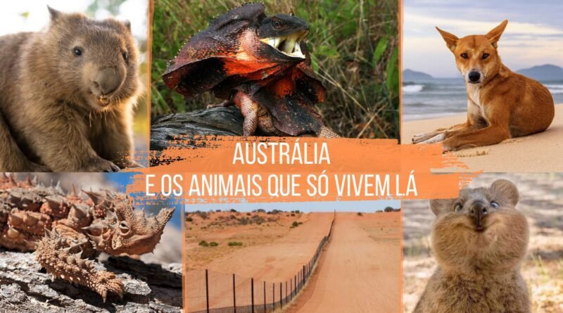 animais da austrália