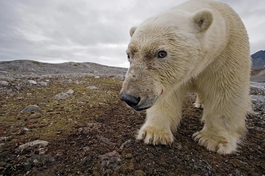 o urso polar é assim