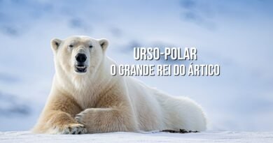 o urso polar é assim