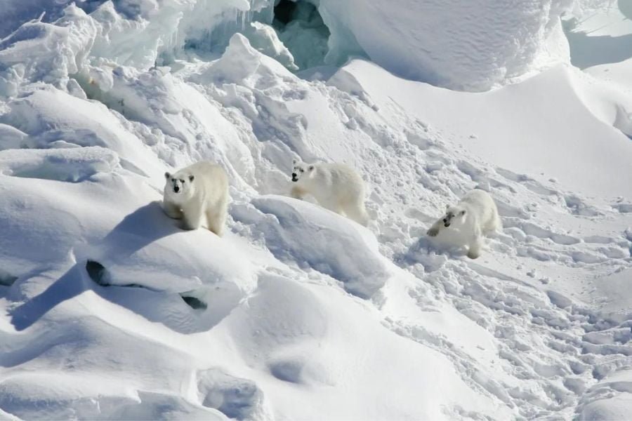 o urso polar é assim