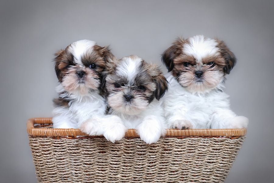 raça shihtzu