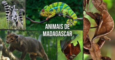 animais da ilha de madagascar