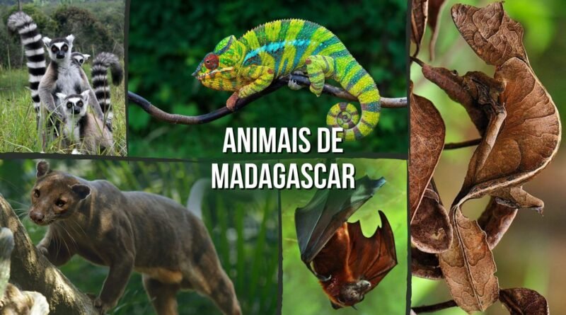 animais da ilha de madagascar