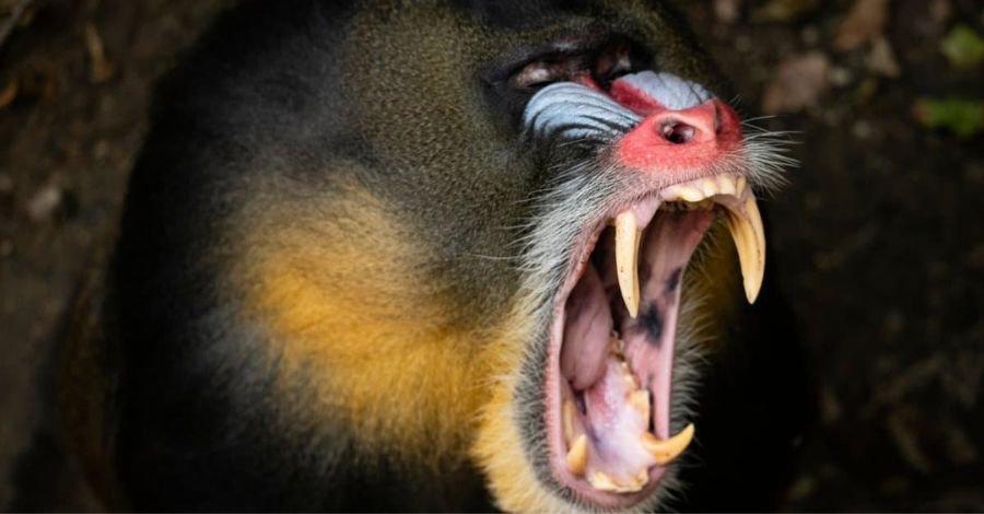 macacos mandris